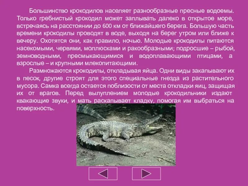 Сообщение о гребнистом крокодиле 4 класс. Международная красная книга России гребнистый крокодил. Гребнистый крокодил доклад. Крокодилы кратко.