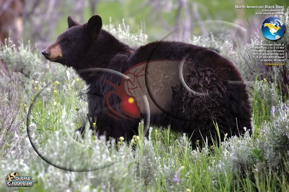Убойные места по медведю. Самые убойные места у медведя. Выстрел в медведя. Охота на медведя в берлоге видео. Впо-221 9.