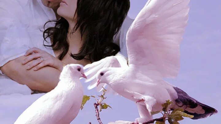 Чубарова улететь бы птицей белою. Открытка тоска по любимому. Любовь голубки. Море птицы девушка. Чубарова улететь бы птицей белою.