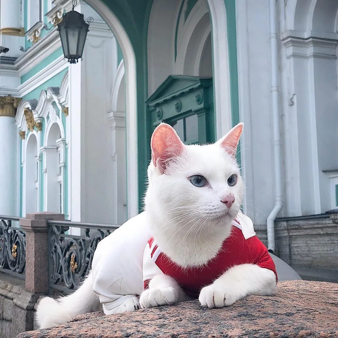 Фото рижских котов Кузи и Муриса взорвали интернет Новости мира Известия 08.12.2