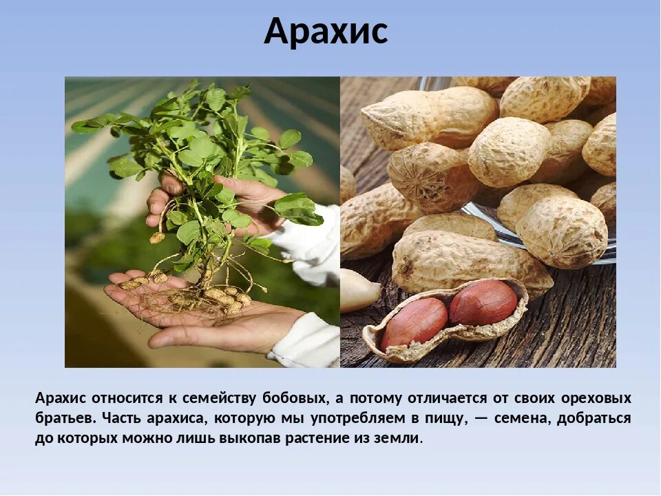 Арахис презентация. Сорта арахиса. Арахис растение. Арахис это бобовые. Арахис это не орех