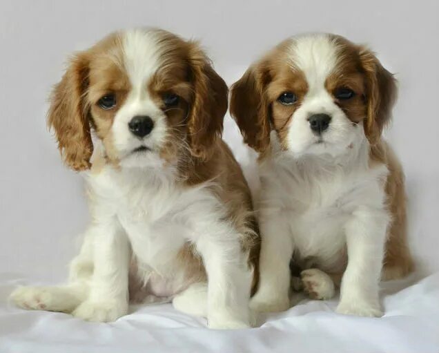 кокер чарльз кинг спаниель. кавалер в добрые руки. питомник кавалеров роскошный плюш. кавалер в добрые руки. собака кавалер кинг чарльз спаниель.