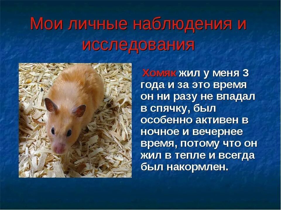 Домашние хомяки впадают в спячку. Хамики подают в спачьки. хомяки впадают в спячку. сирийские хомяки впадают в спячку. могут ли хомяки впадать в спячку.