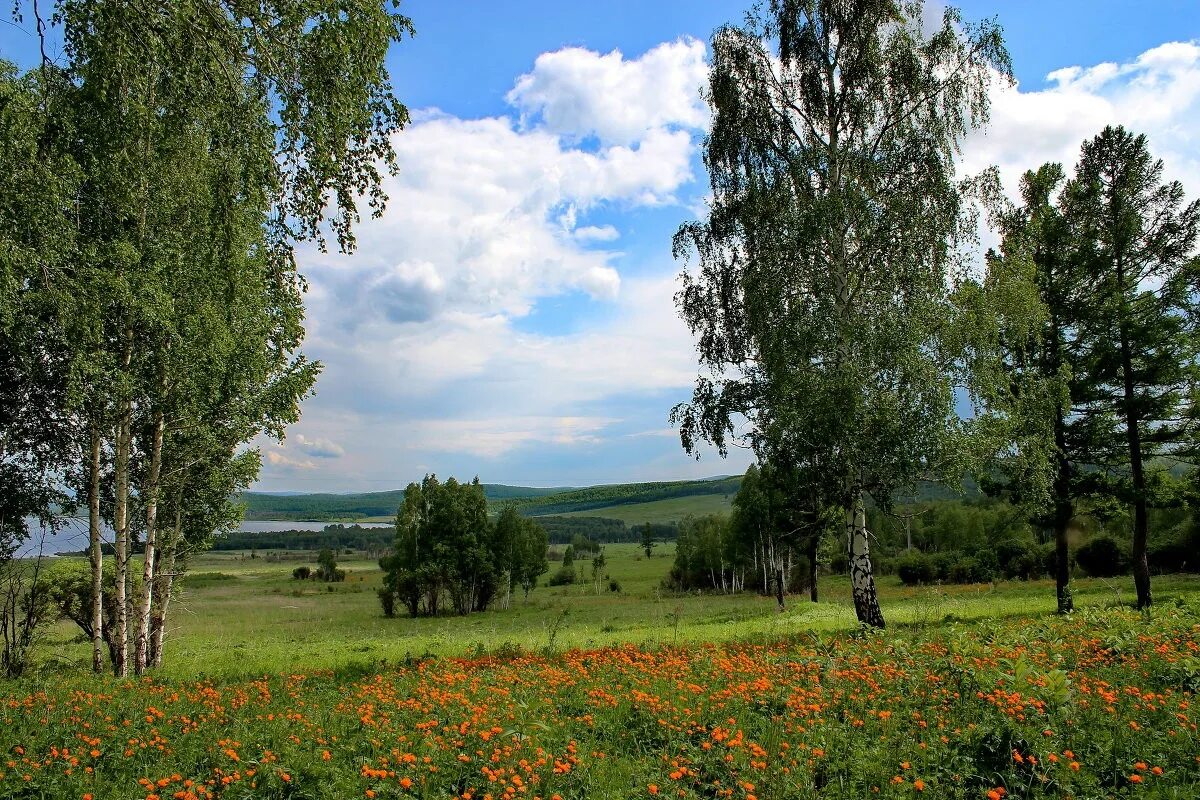 Задание 2 природа россии. Россия Раздолье березы. Красивая береза Красноярский край. Природа Березка Урал. Вятские просторы Поляны.