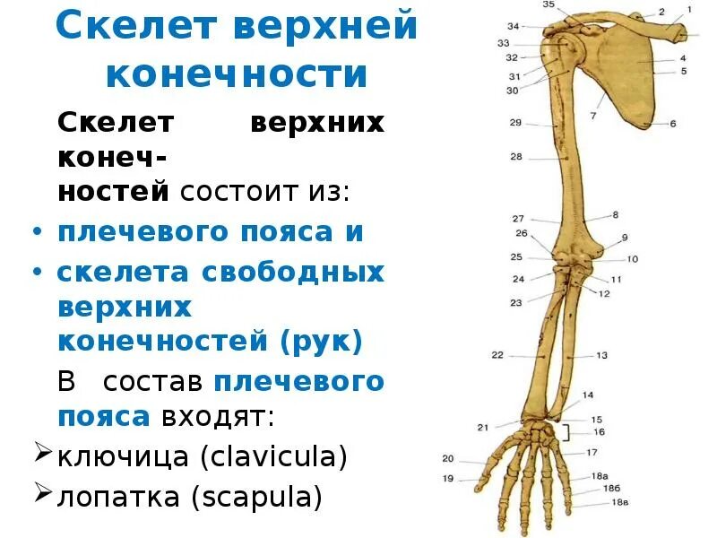 Скелет свободных конечностей отделы. Скелет верхнего плечевого пояса. Скелет верхних конечностей состоит из. Скелет верхней конечности схема. Отделы скелета верхней конечности.