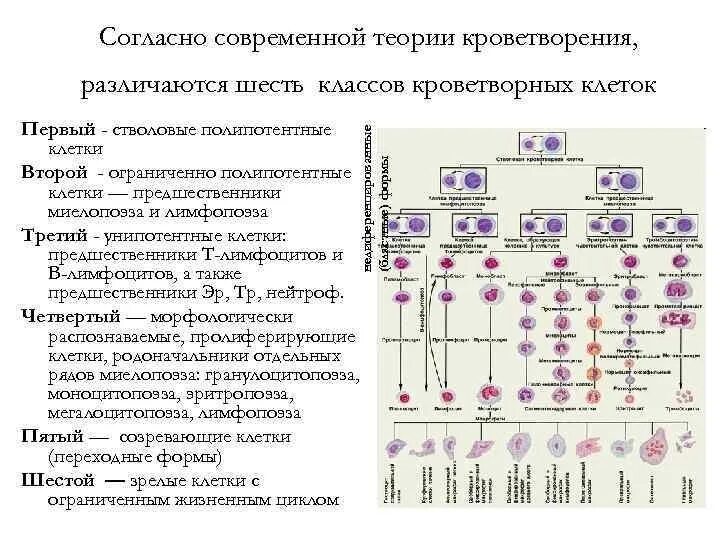 Нарушение дифференцировки тканей