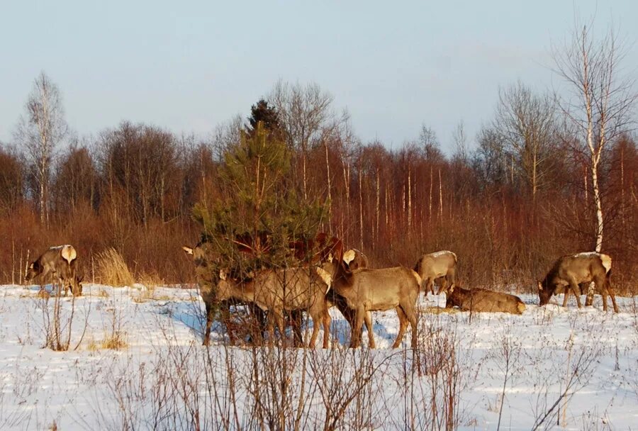 Стая кабанов зимой. Учет диких животных. Косуля сибирская в томской области. Учет диких животных. Зимний маршрутный учет животных по следам.