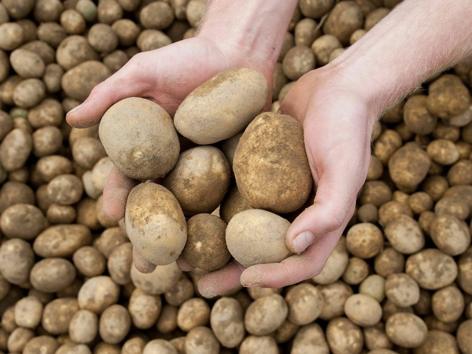 Чипсы производители. Картофельные производители. Картошка импорт. Производство картофеля фри. Оборудование для приготовления чипсов.