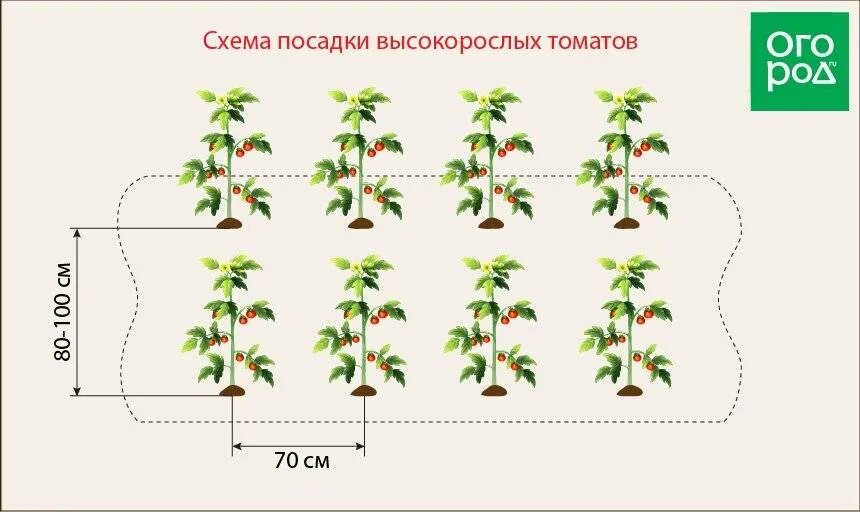 Какое расстояние должно быть между перцами