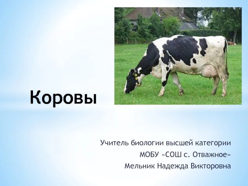 Описание коровы для детей. Описание коровы для детей. Доклад про корову. Корова краткая информация. Информация о корове.