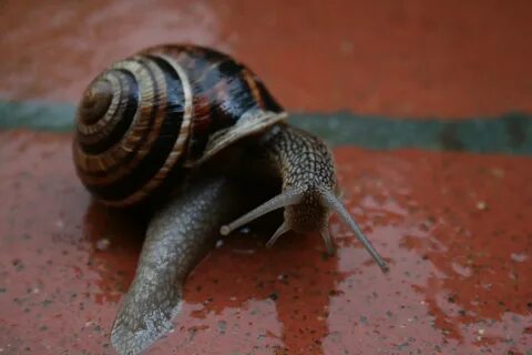 caracol de tierra tierra caracol. alt. 