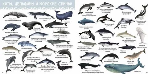 Какие есть морские название
