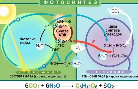 Картинки ГДЕ ПРОИСХОДИТ ПРОЦЕСС ТЕМНОВОЙ ФАЗЫ