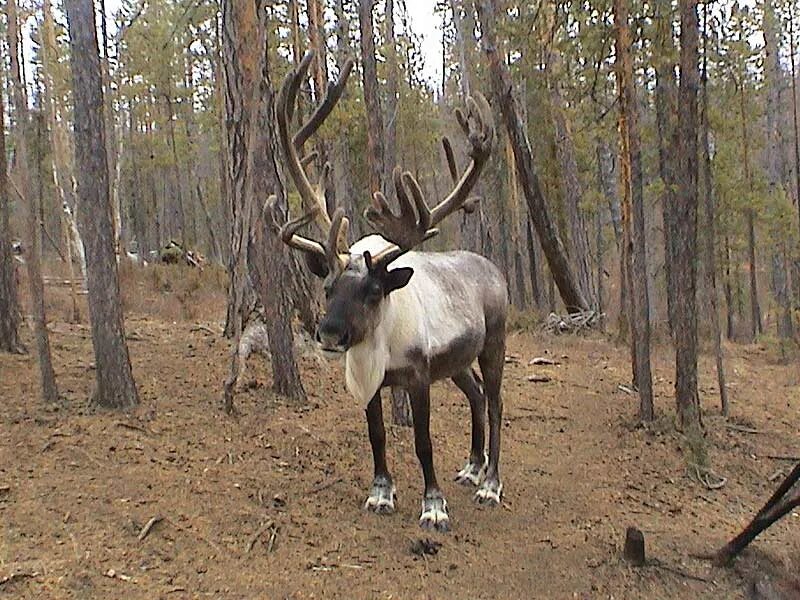 Корчак Оленье молоко. Молоко оленя. Молоко лося. Молоко оленей название.