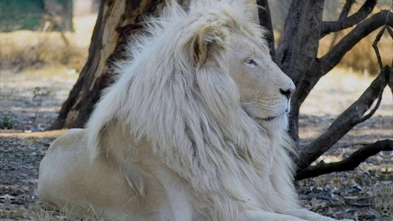 Леопард. Ягуар и пантера. Самое крутое животное. Собака в солнечных очках. Самое крутое животное.