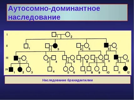 Псевдо аутосомные