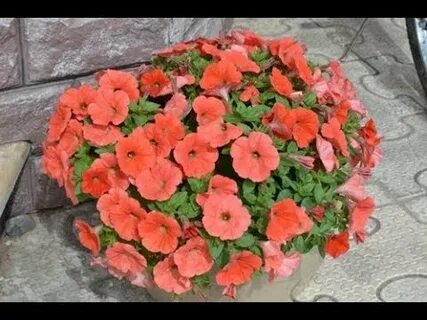Петуния золотая рыбка