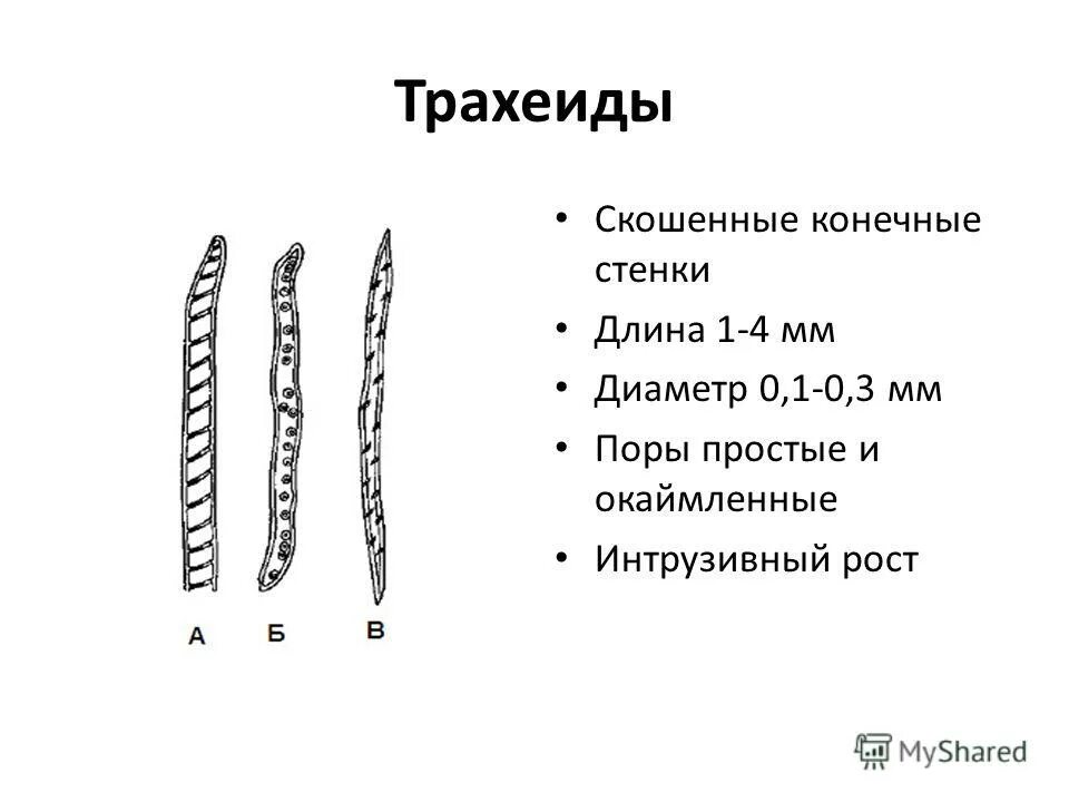Кольчатые трахеиды. Трахеиды у растений функции. Трахеиды ксилемы. Трахеиды в ксилеме у голосеменных. Трахеиды у растений функции.