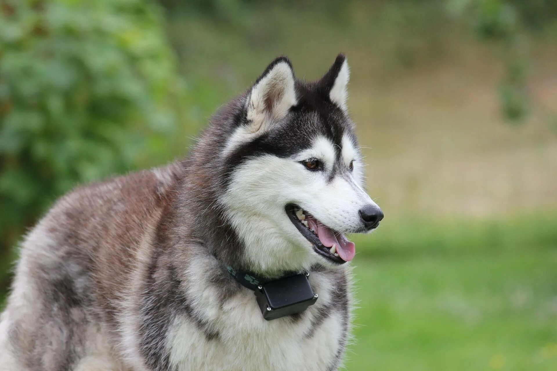 Сибирский хаски. Сибирский маламут -Сибирский хаски. Сибирский хаски / Siberian Husky. Хаски кобель.