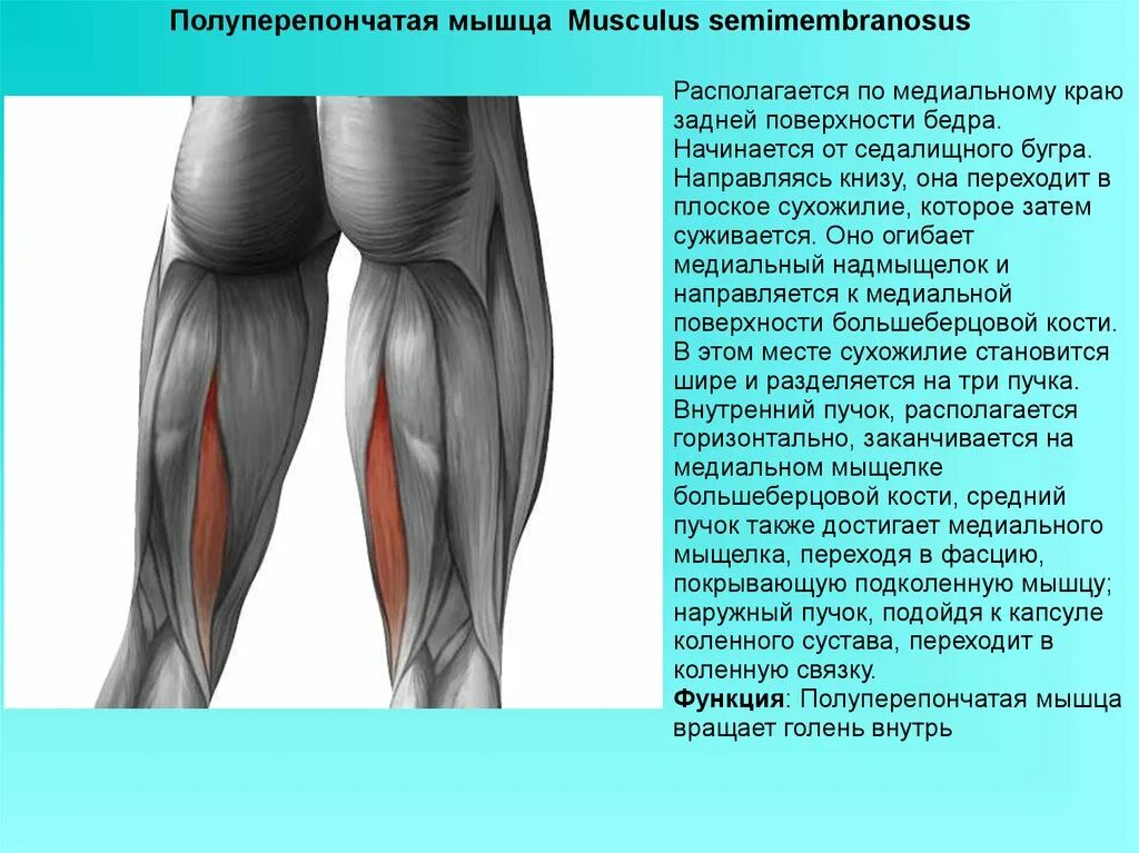 Сухожилие бедро задняя. Сухожилие полуперепончатой мышцы. Полуперепончатая мышца (m. semimembranosus. Полусухожильная и полуперепончатая мышцы. Полуперепончатая мышца бедра.