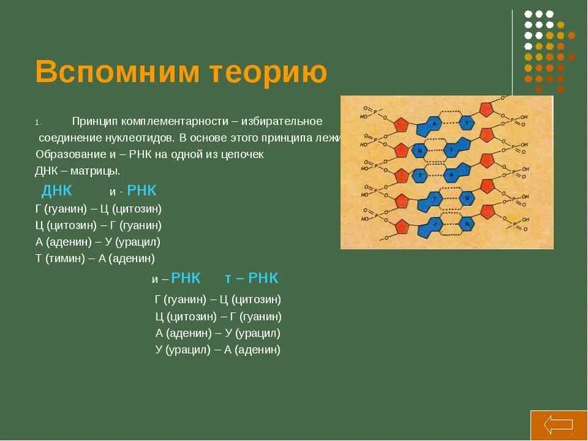 Принцип комплементарности днк урацил. Колористика круг иттена. Комплементарные взаимодействия нуклеотидов. Матрица ресурсов интересная. Круг иттена и цветовые сочетания.