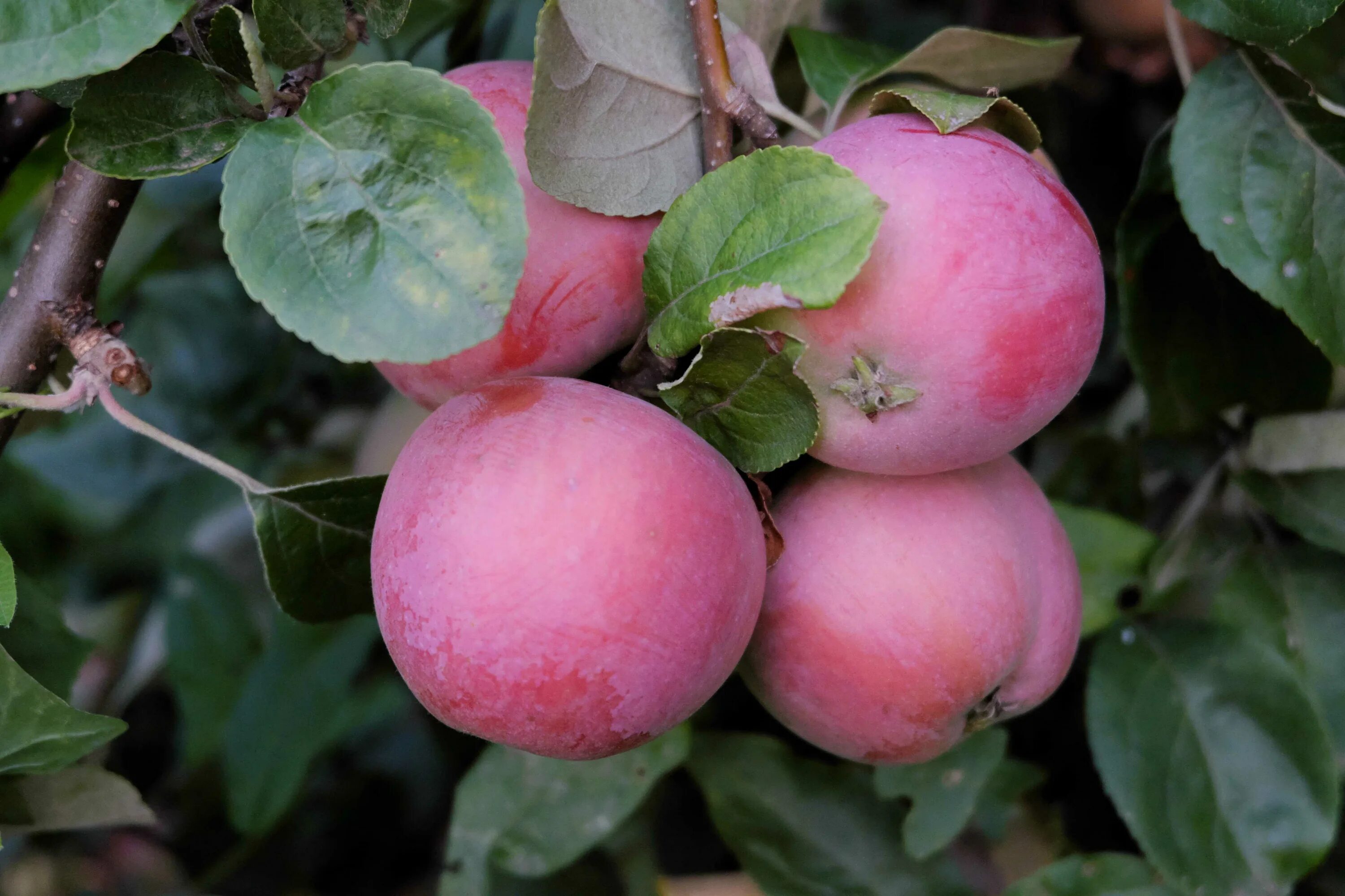 Сорт брянское розовое. Яблоня Брянское. Яблоня "розовый налив" (Malus domestica). Яблоня Брянское алое. Яблоня Флорина.