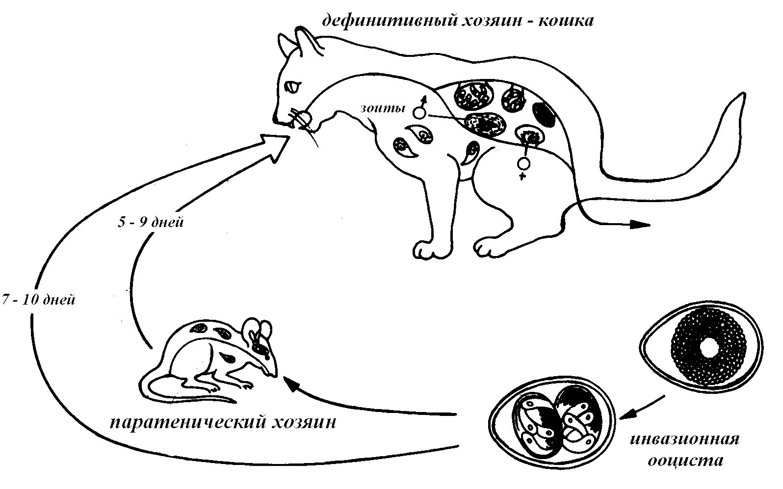 Жизненный цикл возбудителя. Токсокароз жизненный цикл схема. Жизненный цикл токсокары схема. Жизненный цикл кокцидии. Токсокара собачья жизненный цикл.