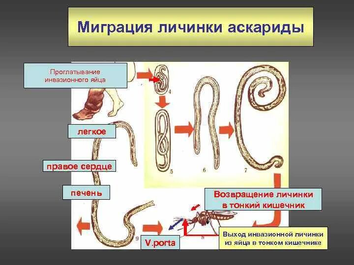 В каком органе обитает взрослая особь аскариды. Нематода человеческая аскарида. Миграция личинок аскариды. Инвазионная стадия аскариды. Схема миграции личинок аскариды в теле человека.