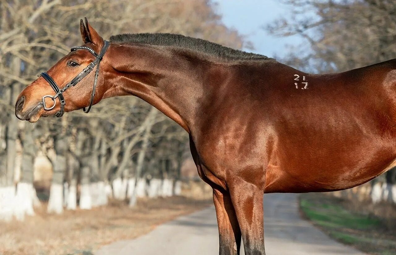 Лошадь дона. Лошади дончаки донская. Лошади дончаки донская. Дончак порода лошадей. Буденновский жеребец гнедой масти.