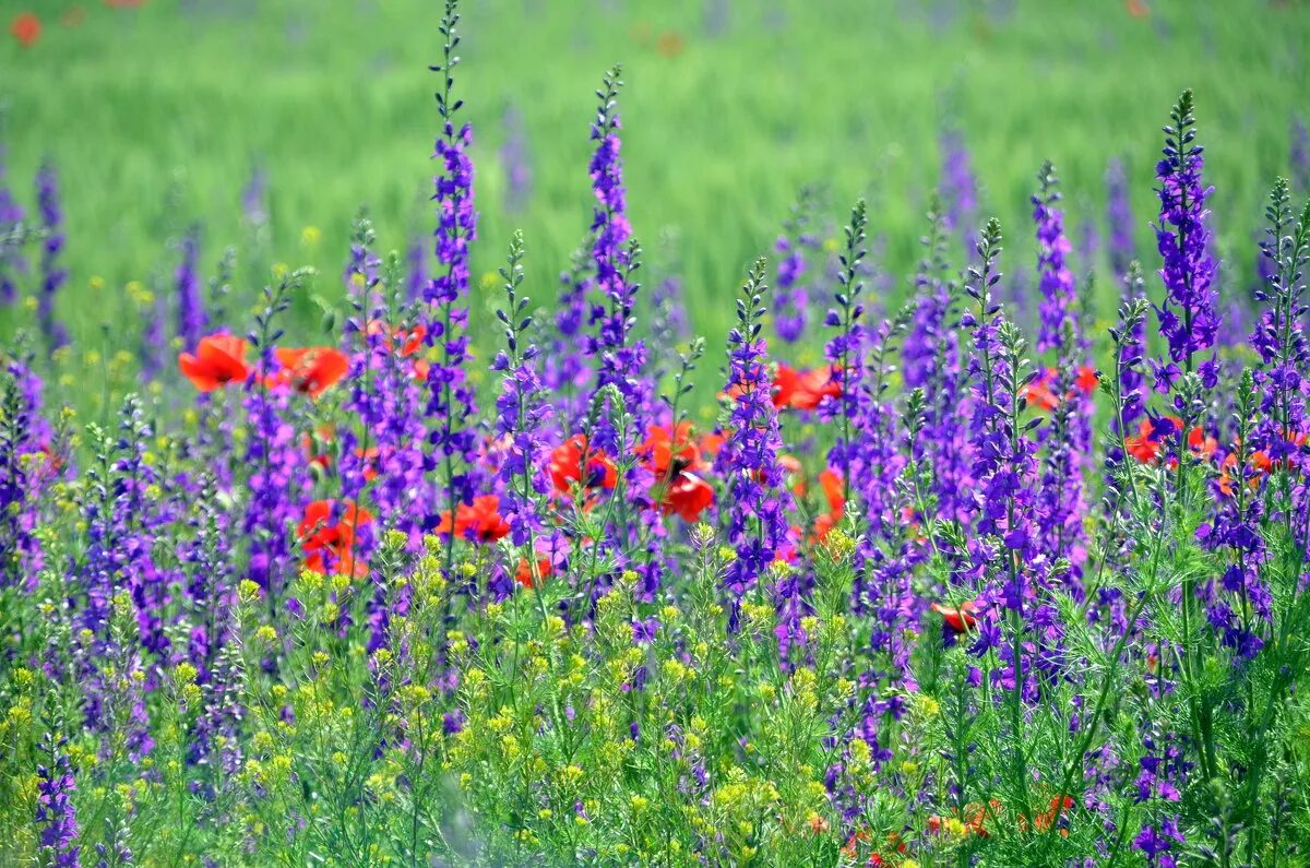 лаванда соцветие. лаванда узколистная прованс. высокие полевые цветы. фиолетовые полевые цветы. иссоп полевой.