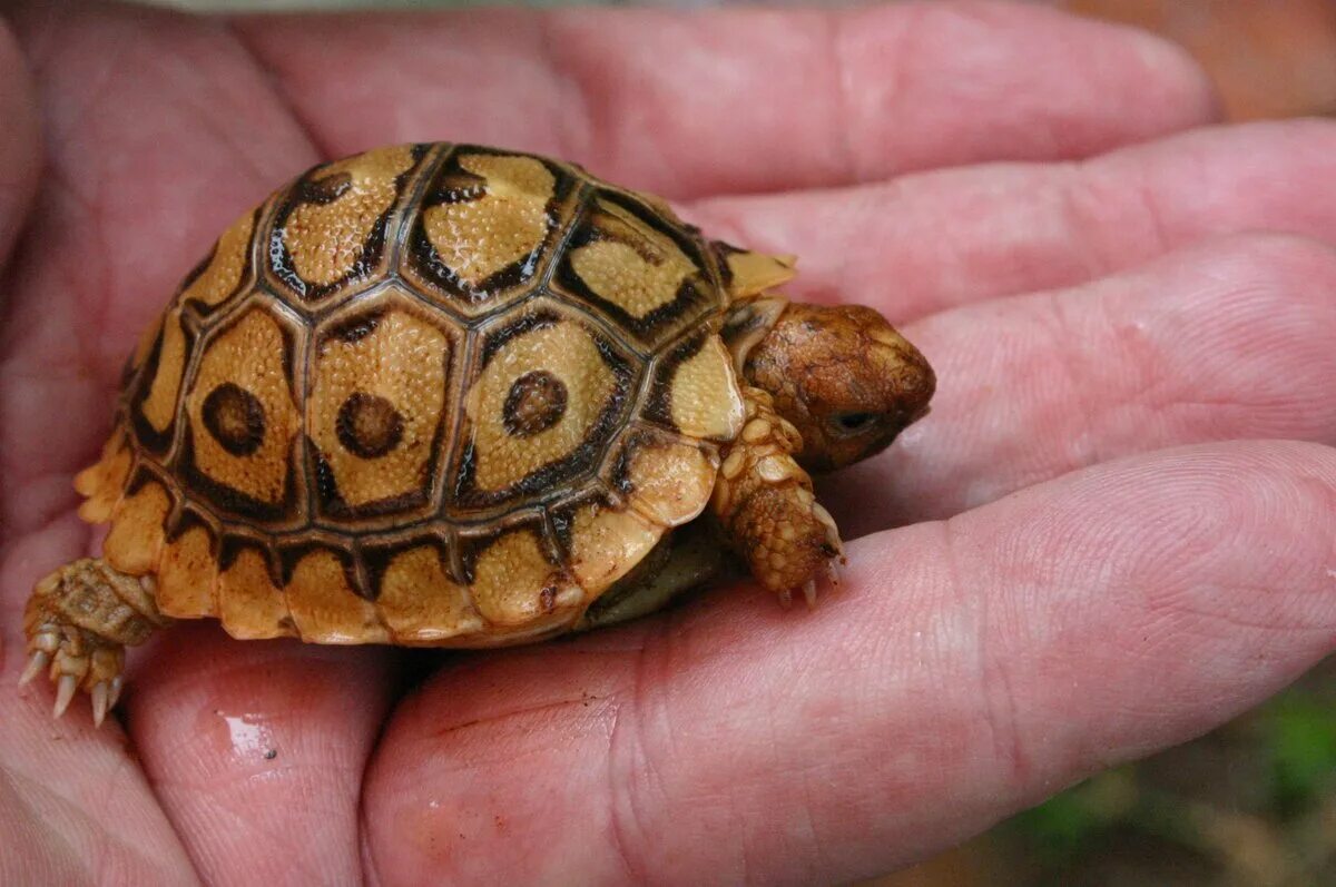 Капская крапчатая черепаха. Капская крапчатая плоская черепаха. Homopus signatus (черепаха). Намаквалендская черепаха.