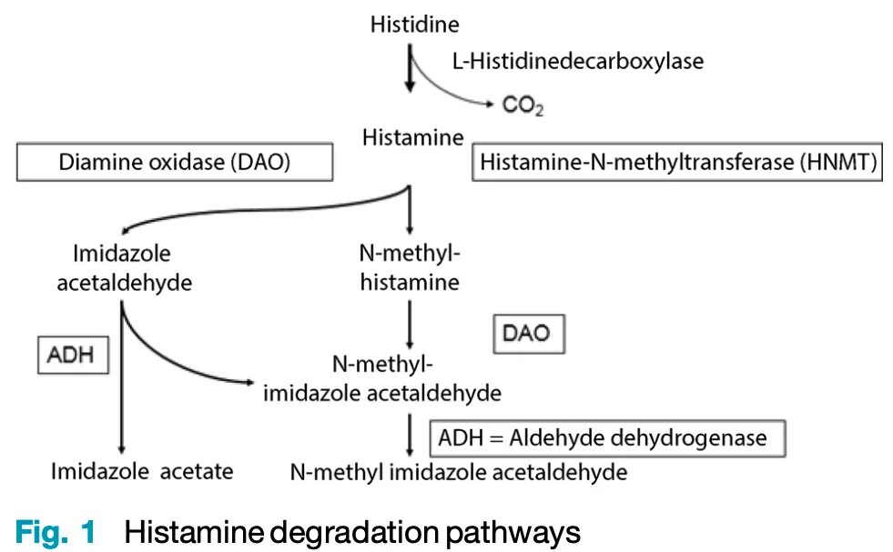 Гистамин в крови. Фермент диаминоксидаза. Диаминоксидазы реакция. Диаминоксидаза анализ. Деградация гистамина биохимия диаминоксидазой.