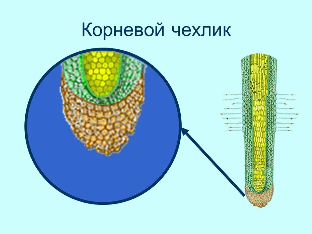 Чехлик у растений биология 6 класс. Строение корня чехлик у растений. Строение корня чехлик. Корневой чехлик это в биологии 6 класс. От повреждений кончик корня защищает