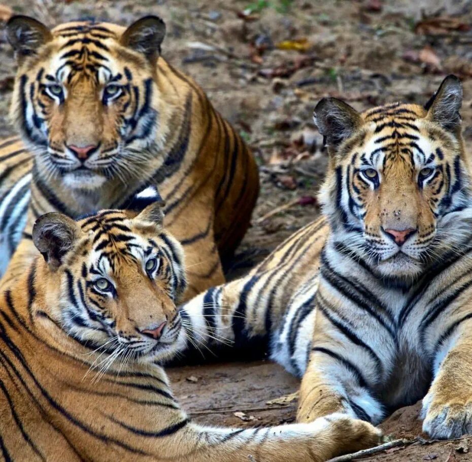 Бенгальский тигр. Амурский и бенгальский тигр. Золотой бенгальский тигр. Стая тигров.