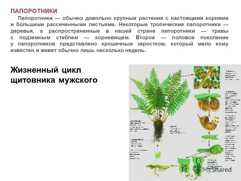 Отличие строения голосеменных от папоротников. Характеристика голосеменных 6 класс. Отличие голосеменных от высших споровых растений. Голосеменные растения папоротник. Общие признаки голосеменных и папоротникообразных растений.