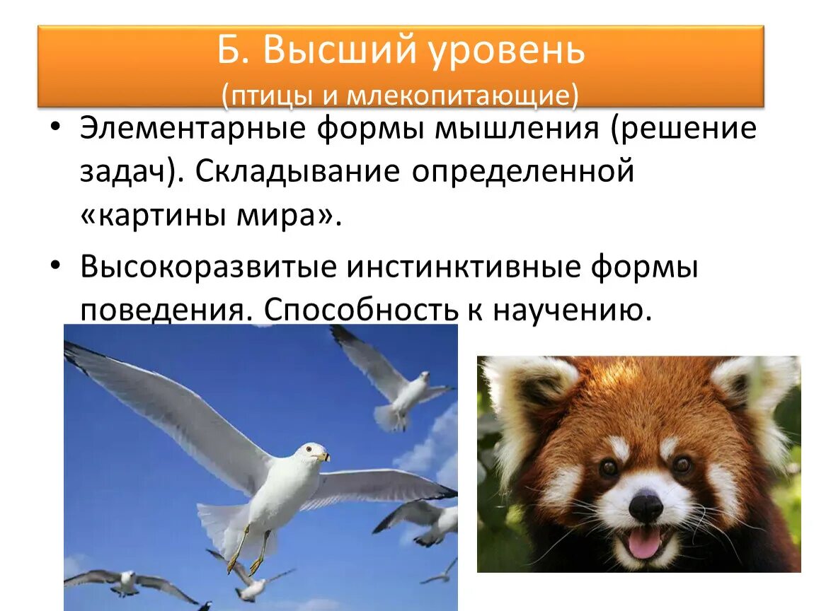 Поведение животных и ее формы. Инстинктивные формы поведения. формы поведения животных. высокоразвитые инстинктивные формы поведения животных. биологическая форма поведения это.