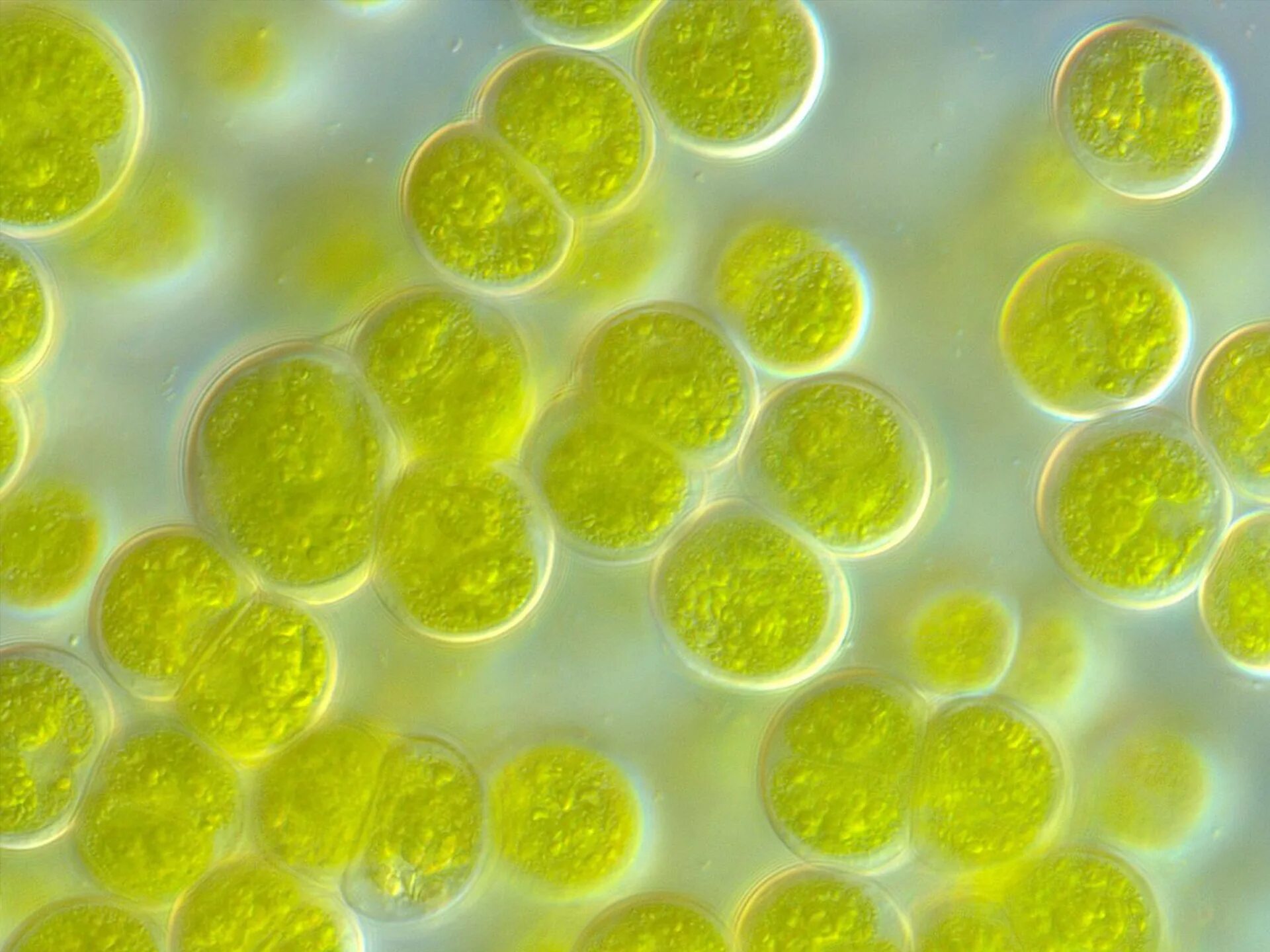 Отдел жёлто-зелёные водоросли (Xanthophyta). Хлорелла цианобактерии. . Xanthophyta - желто зеленые водоросли.. Зеленые водоросли Chlorophyta.