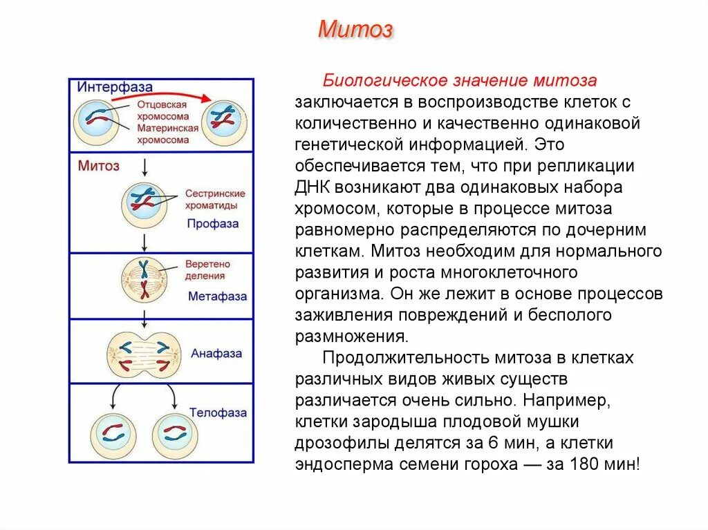 Каково значение процесса деления в жизни растения. Общая схема процесса митоза. Структура клетки фазы митоза. Фазы митоза краткая характеристика процессов. Биология 9 класс клеточный цикл митоз.