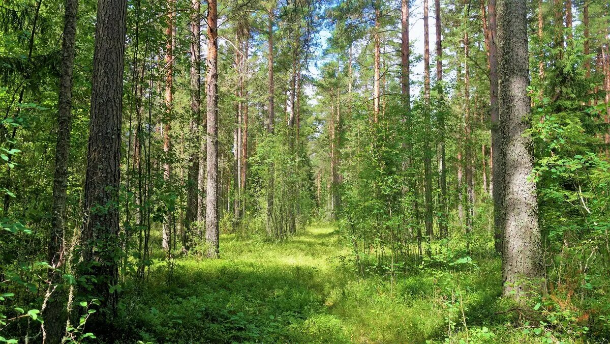 Новгородская область сообщества