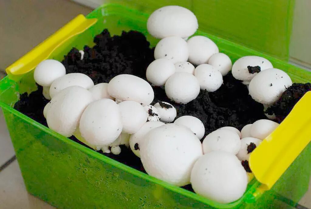 Ферма шампиньонов. Грибница шампиньонов. Грибница шампиньонов. Грибная ферма шампиньоны. Дом гриб.