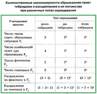 Сравнительная характеристика половых клеток таблица