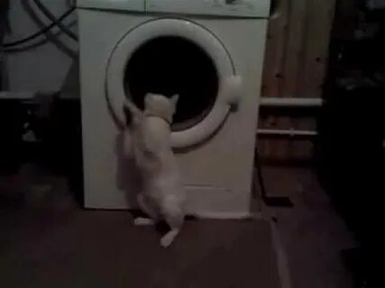 Белый кот стирка