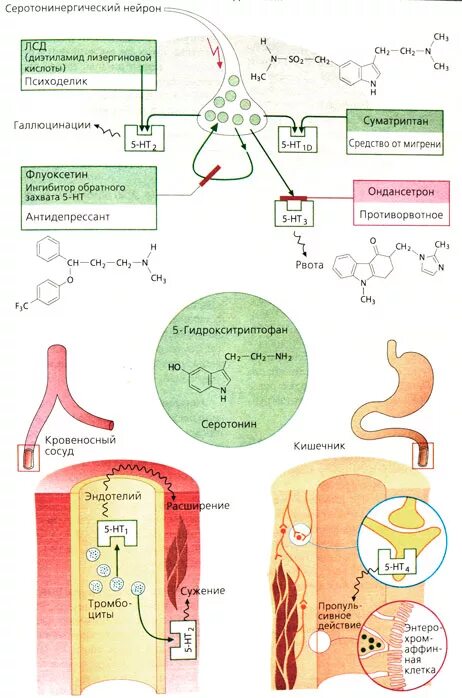 антагонисты 5 ht3 рецепторов. синтез серотонина и мелатонина из триптофана. рецепторы серотонина схема. серотонин механизм. рецепторы серотонина.