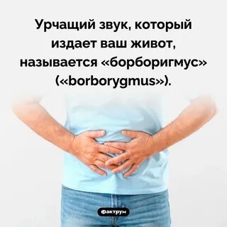 Почему урчит в животе у взрослого причины