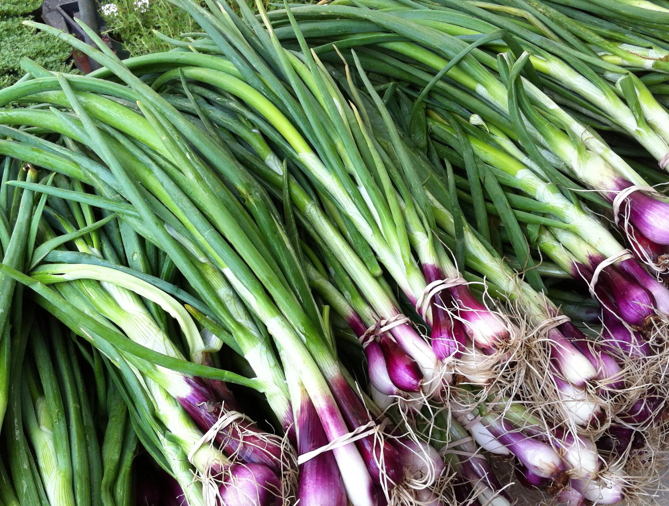 красный лук выращивание из семян. красный лук пророщенный. лук красный салатный семена как вырастить. лук репчатый сибирский фиолетовый. красный лук выращивание из семян.