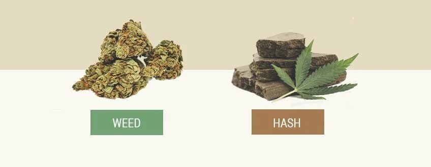 Hash required. Hash weed. хэш наркотики. хэш курить. weed hash фото.