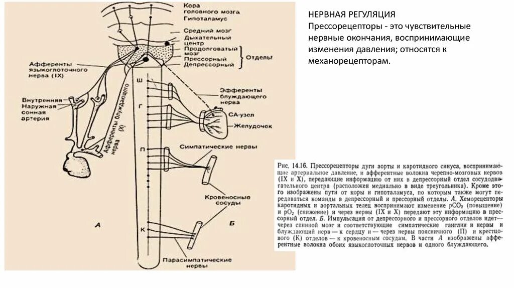 Регуляция блуждающего нерва. Отделы блуждающего нерва. Блуждающий нерв. Афферентные волокна блуждающего нерва. Схема блуждающего нерва.