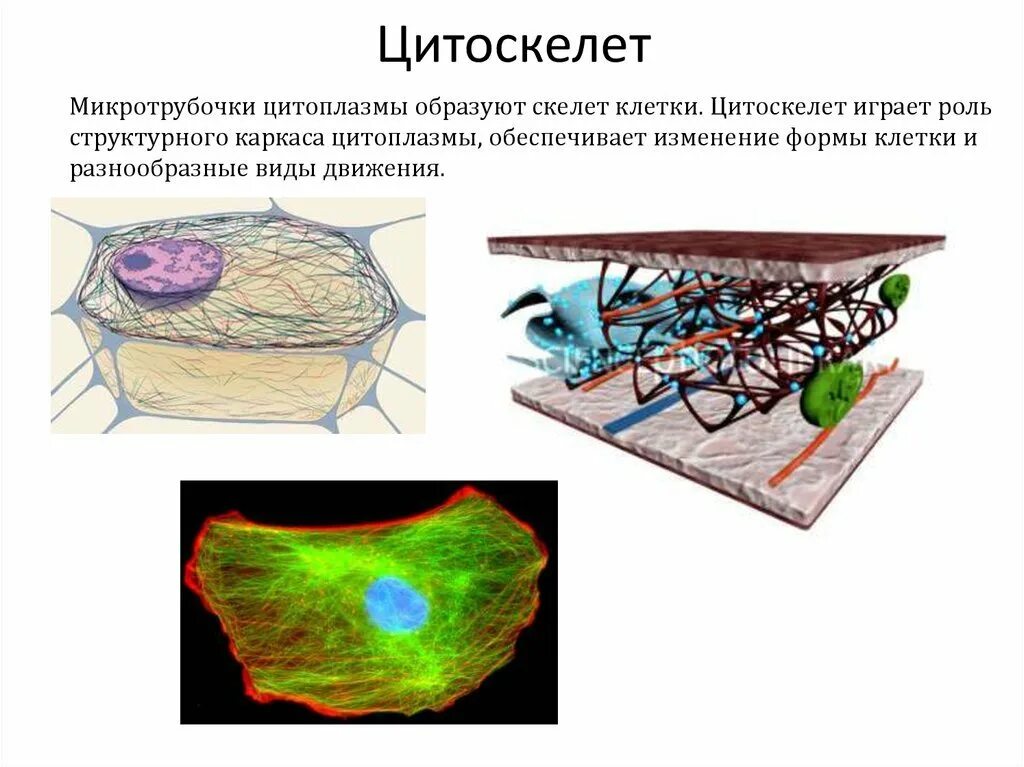 Цитоскелет на рисунке клетки. Строение цитоскелета рисунок. Цитоскелет клетки органоид. Цитоскелет и псевдоподий. Цитоскелет строение рисунок легкий.