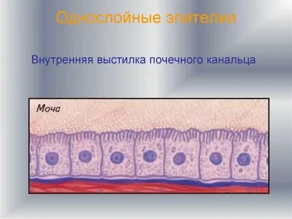 Эпителий отсутствует