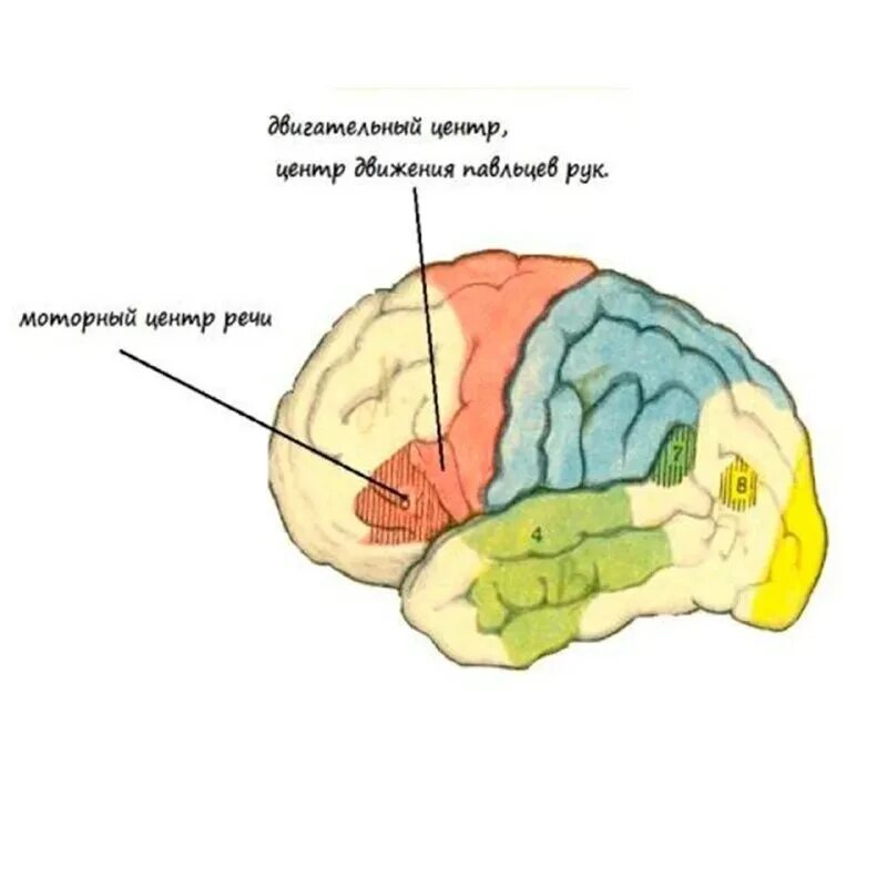 Центр речи в мозге человека. Центр речи и мелкой моторики в головном мозге. Центры моторики движения в коре головного мозга. Мелкая моторика зона мозга. Мелкая моторика и речь в мозге.